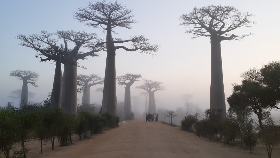 Travellers in Madagascar