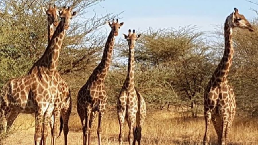Bandia Animals Reserve :the giraffes