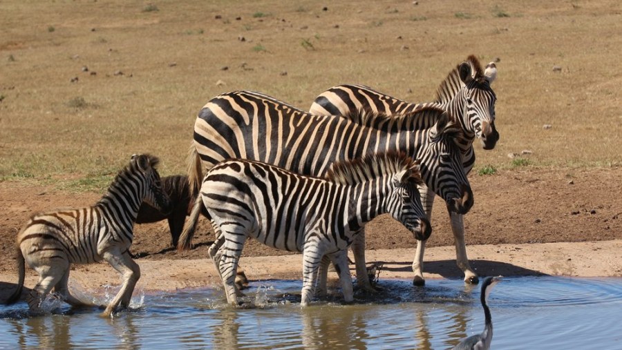 Burchell's Zebra at waterhole, Big 7 Safaris with Alan Tours