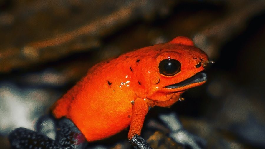 Poisonous Frogs