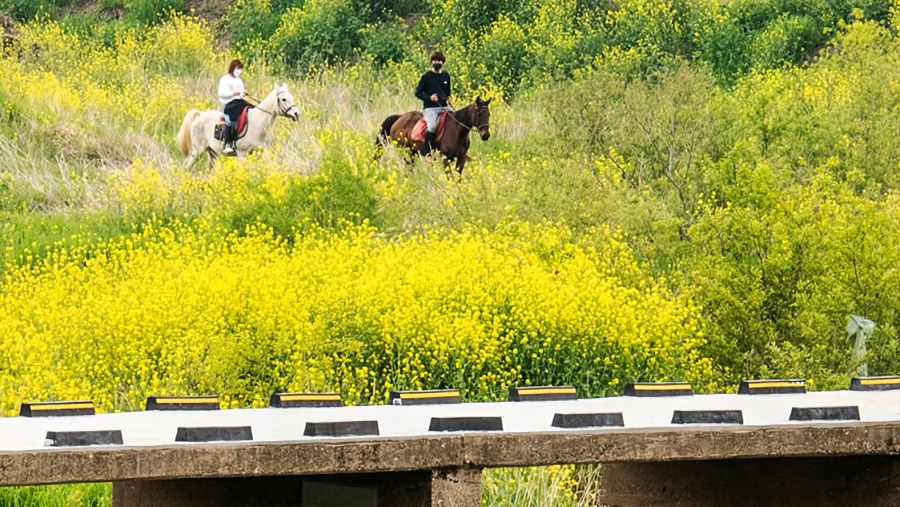 Wild canola flowers along the Nakdong River