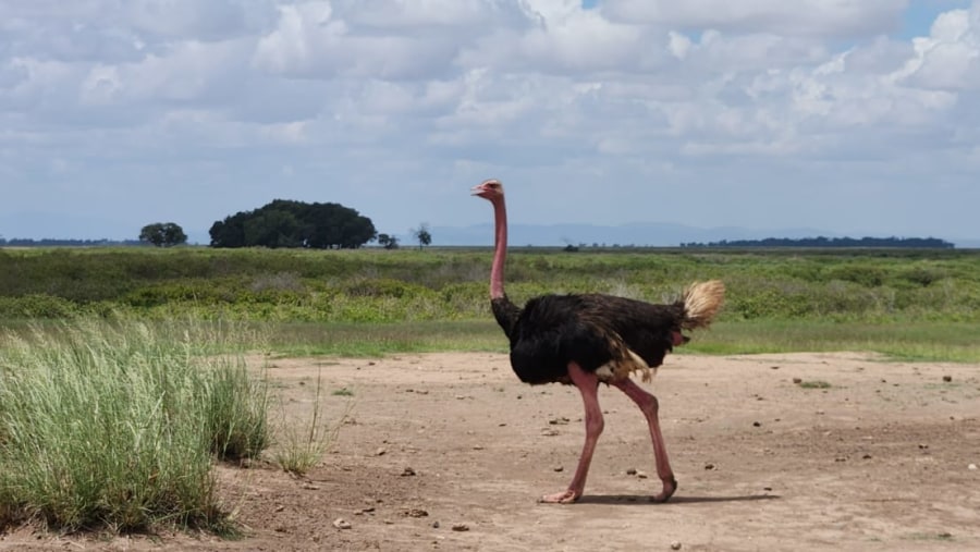 Arabian ostrich