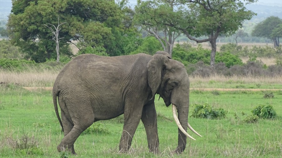 Elephants in Mikumi Nationl Park