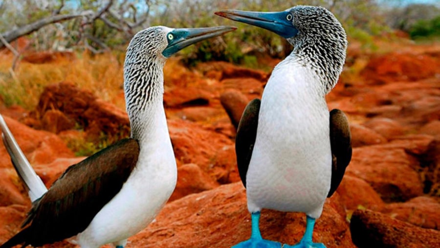 Birds in Galapagos Island