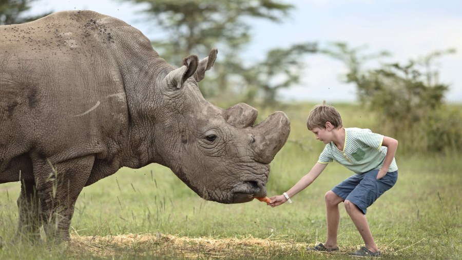 Northern white rhinoceros