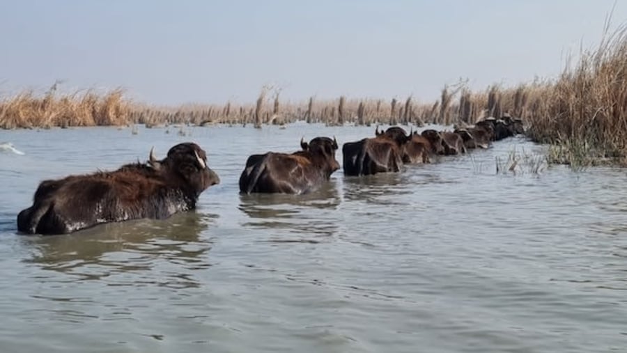 Carabaos in Chibayish Marshes