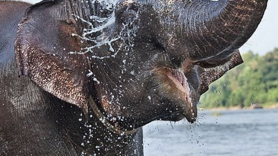 Elephant Conservation Center