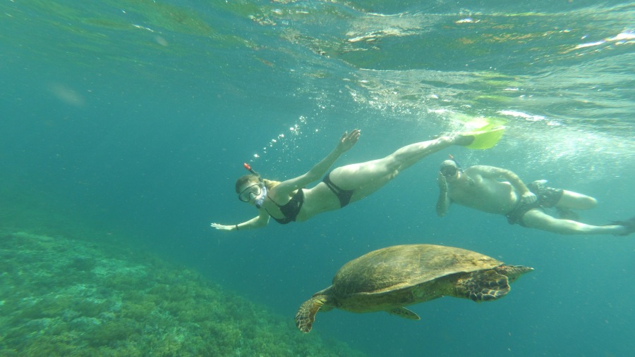 Underwater Turtles In Gili Islands
