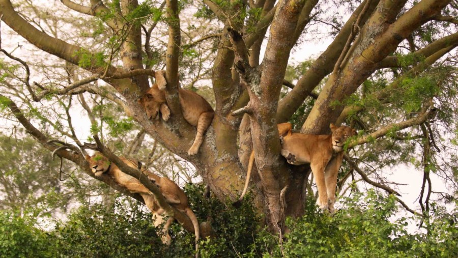 Lionnesses resting on a tree at Lake Manyara