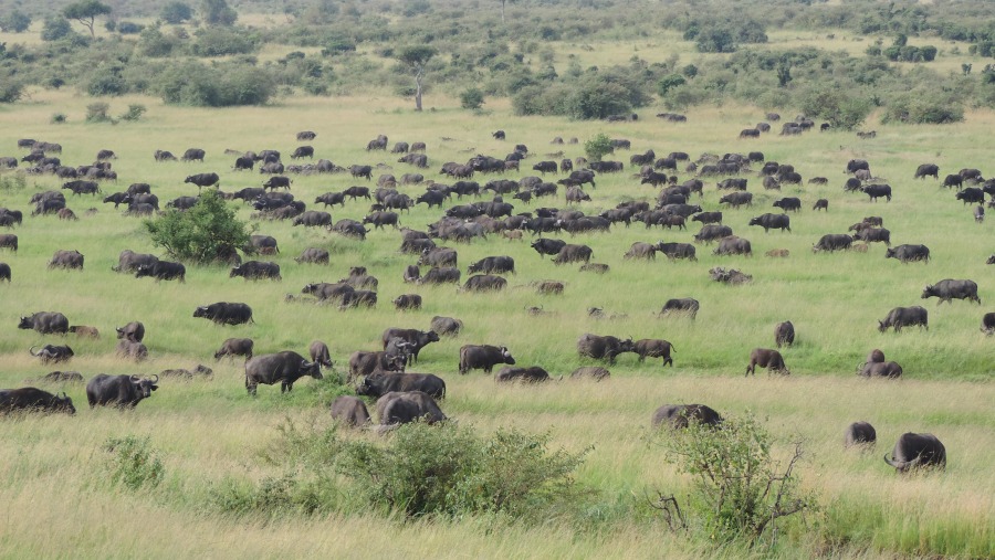 Wildebeest Migration Safaris/Active Adventures/ YHA Kenya Travel.