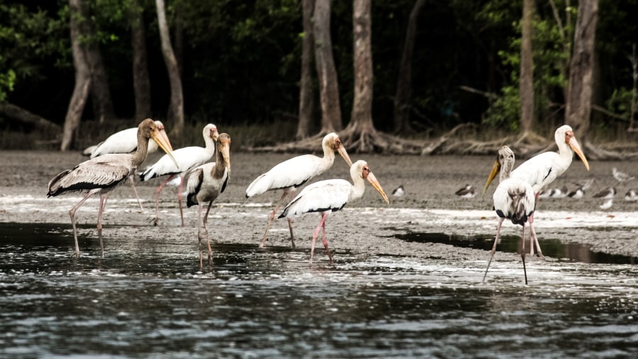 Sembilang National Park