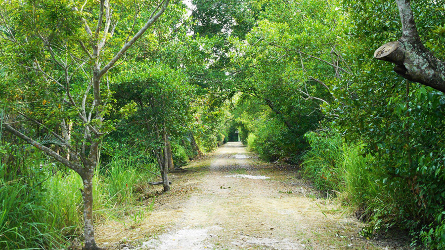 Mangrove Trail