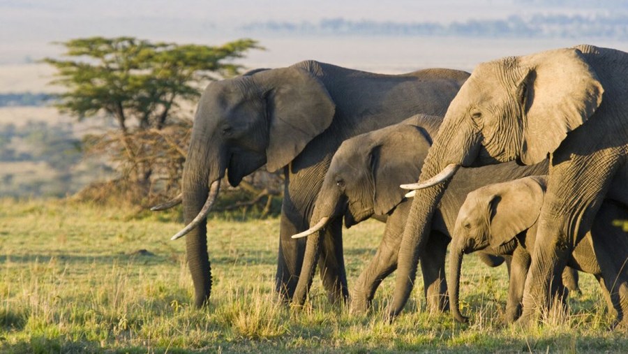 Witness a herd of elephants in Masai Mara