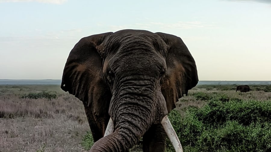 Wildlife at Masai Mara