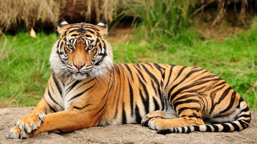 Royal Bengal Tiger