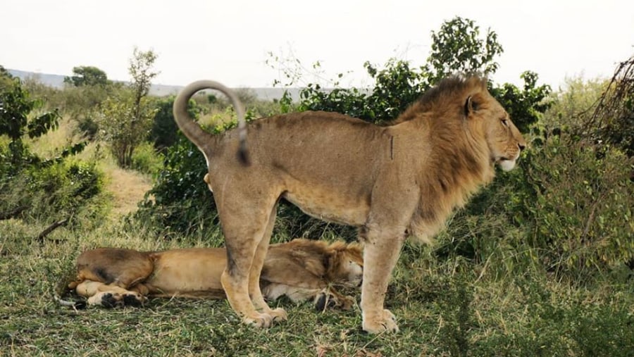 Lions in Masai Mara