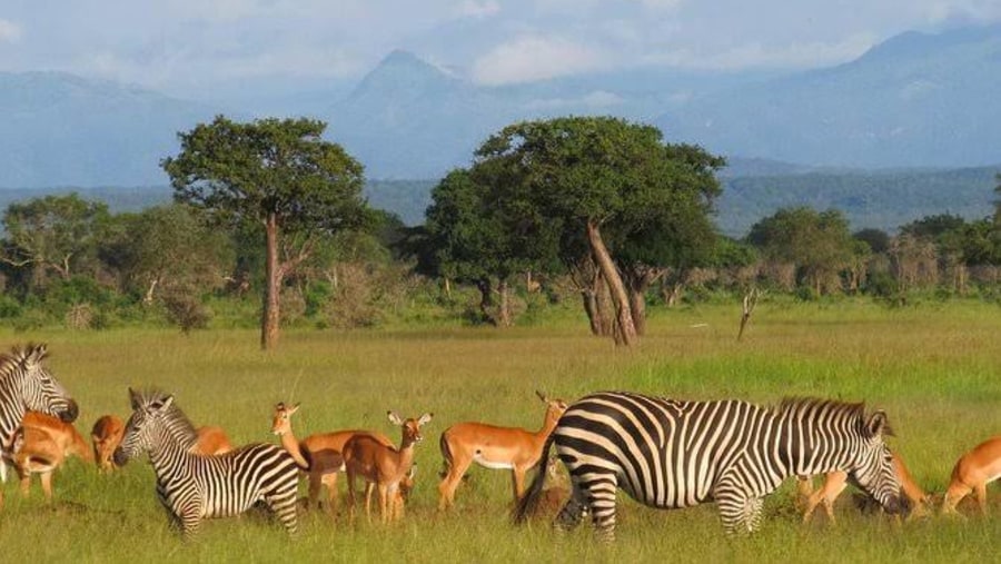 Zebras, antelopes and other plain games dotting the vast park of Mikumi