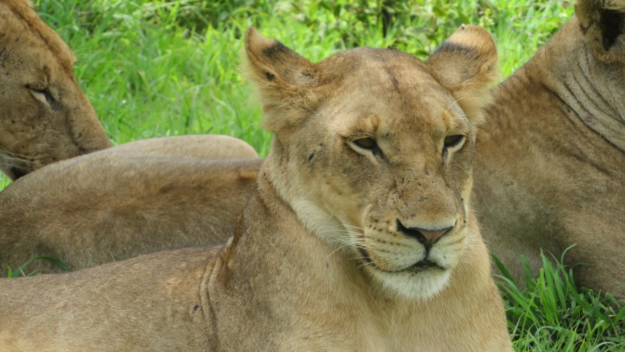 Lions at Mikumi National Park