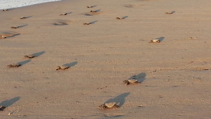 Baby Turtles On Troncones Beach