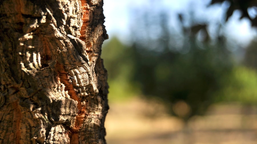 Cork Oak