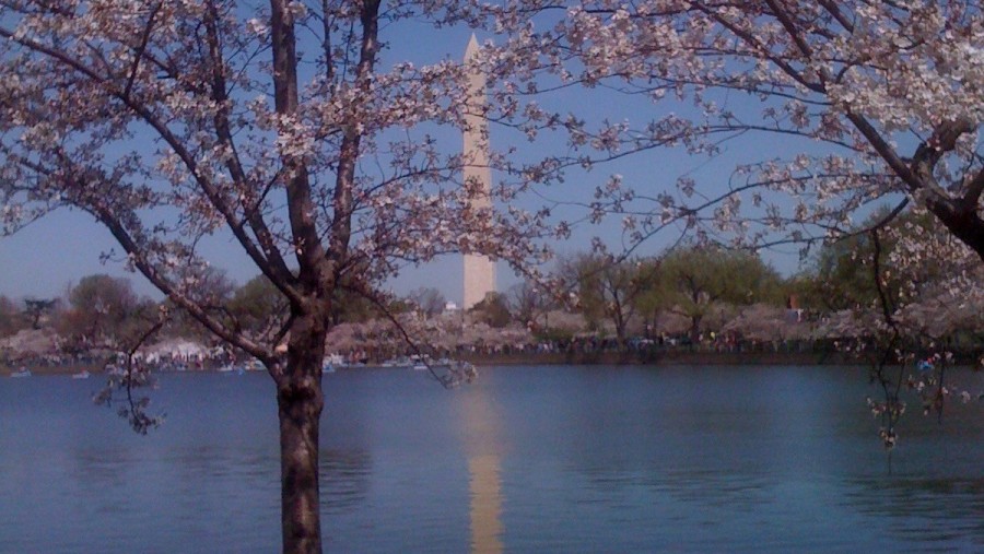 Cherry Trees and Washington Monument