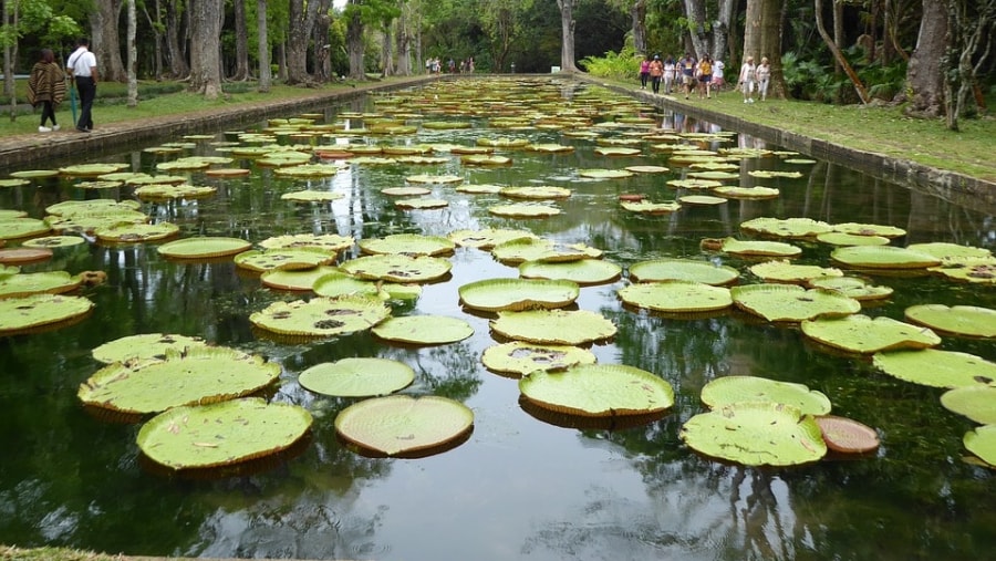 Sir Seewoosagur Ramgoolam Botanical Garden, Mauritius