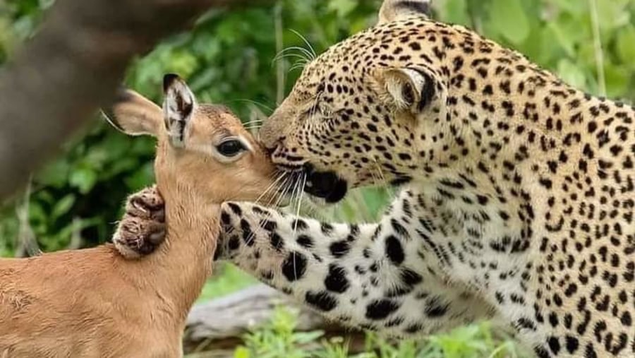 South Luangwa National Park, Zambia