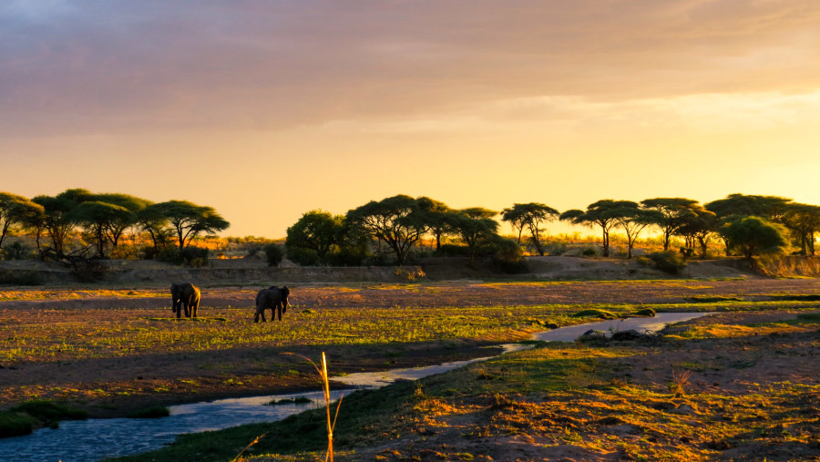 Ruaha National Park