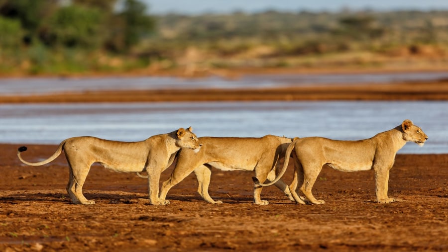 Lions at Lake Nakuru National Park
