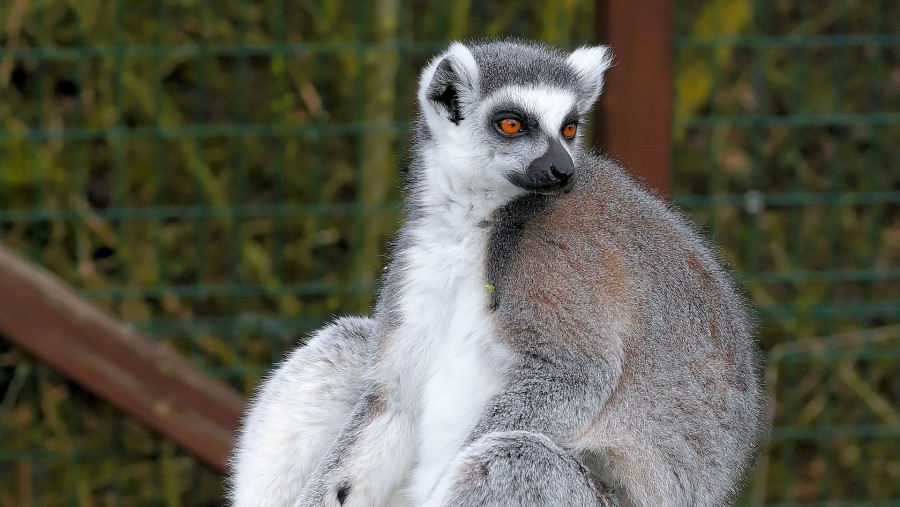 Ring-tailed Lemur