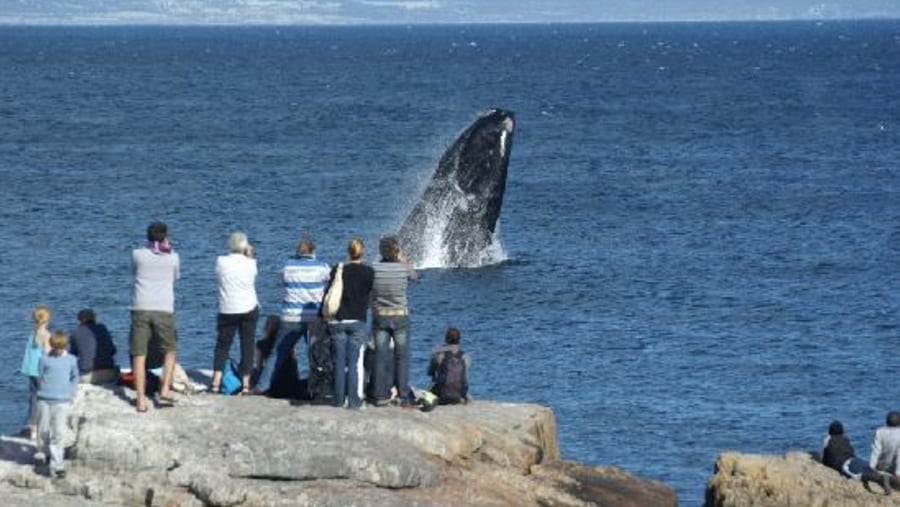 Tourists Watching Whales At Hermanus