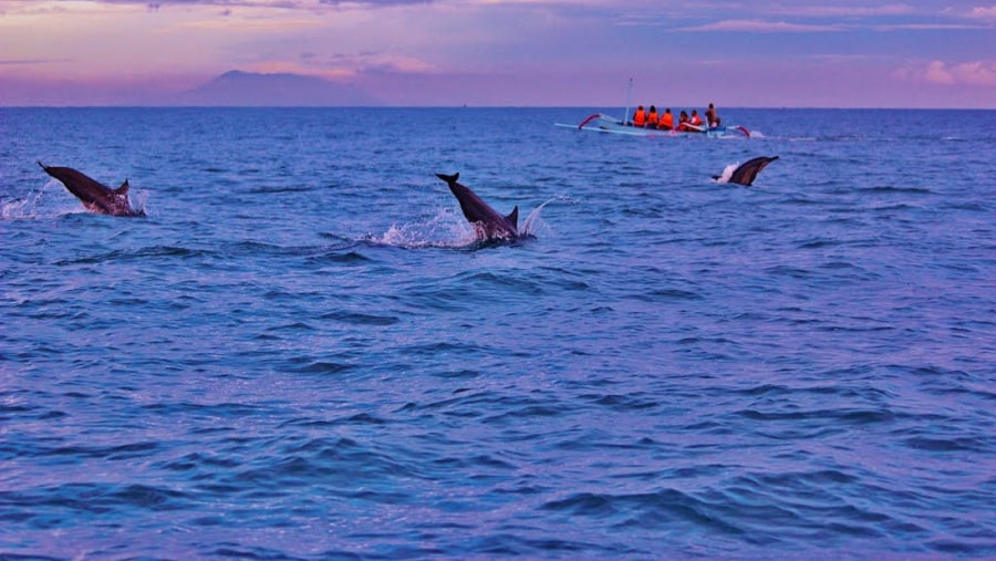 Enjoy Dolphin Safari in Bali