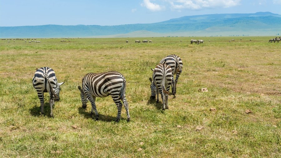 Herd Of Zebras