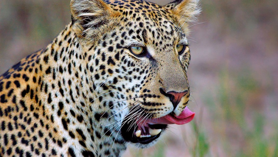 Admire Leopards on Game Drives