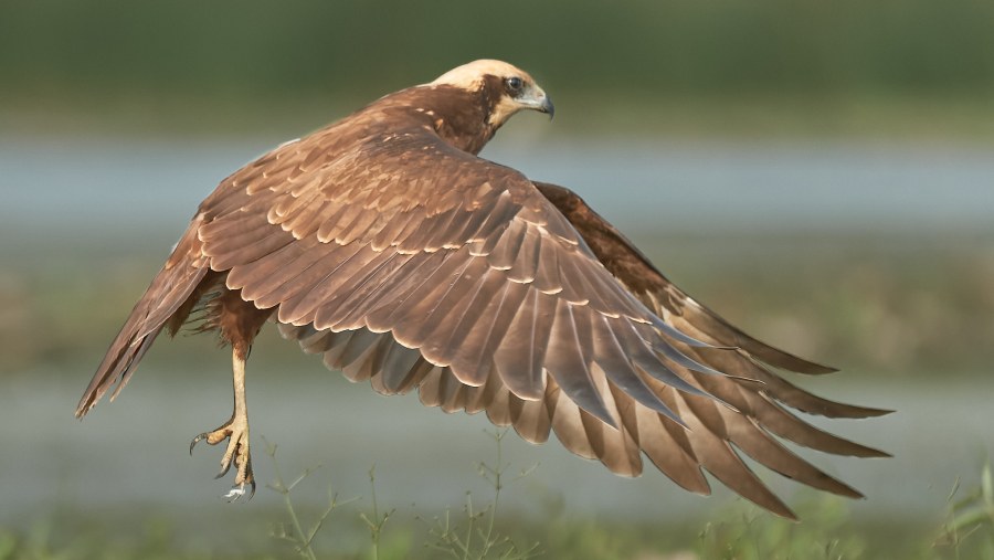 Western Marsh Harrier