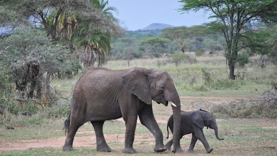 Spot elephants in their natural habitat in Serengeti National Park, Tanzania
