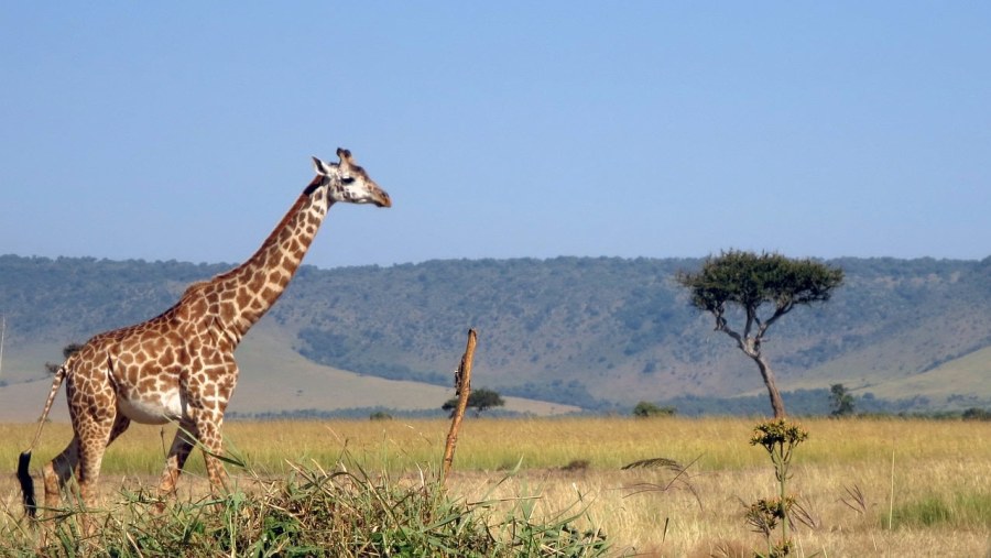 Masai Mara