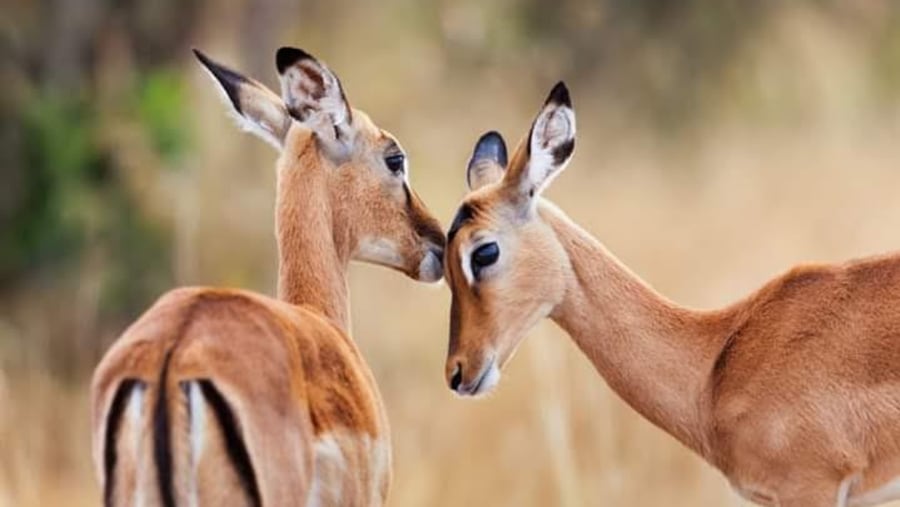 Impalas at Mount Longonot National Park