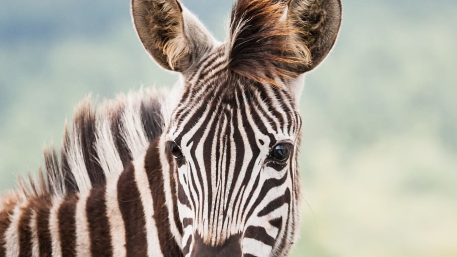 Zebras at sight!
