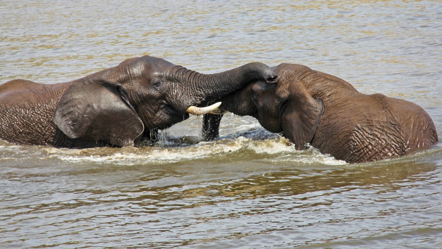 Elephants at Glen Afric Reserve