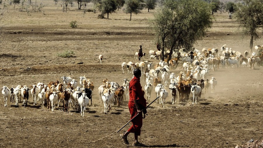 Masai Tribal Man With His Goats