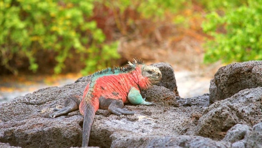 Pink iguana in Floreana Island