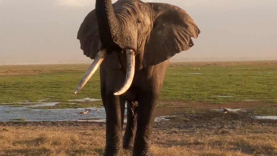 Elephants at the Amboseli National Park