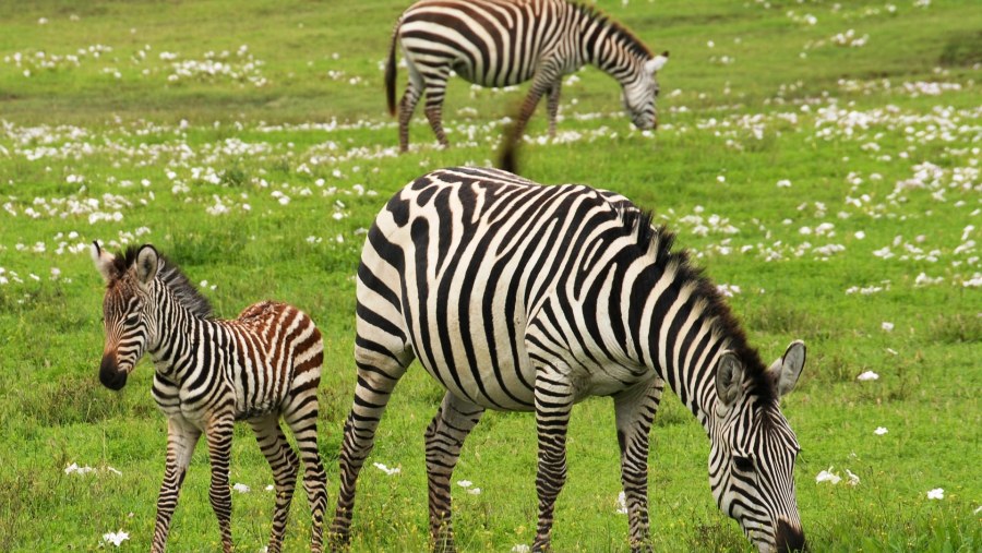 Zebras in Serengeti