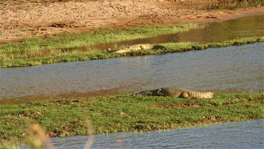 Crocodiles at Selous Game Reserve