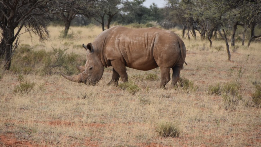 Rhino at safari
