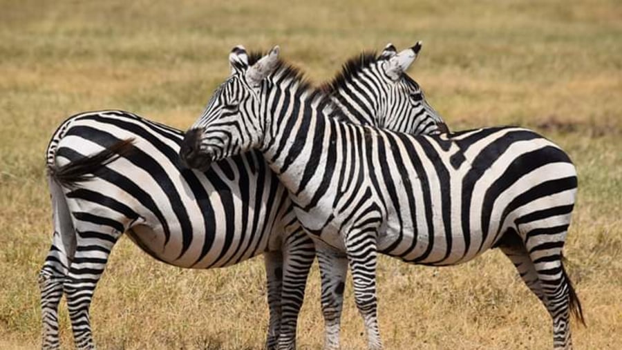 Wild Zebras in Ruaha National Park