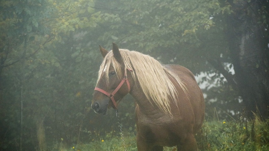 Romanian horse