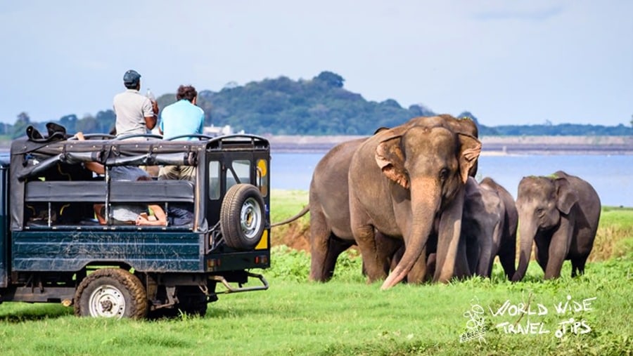 Sri Lankan Elephants