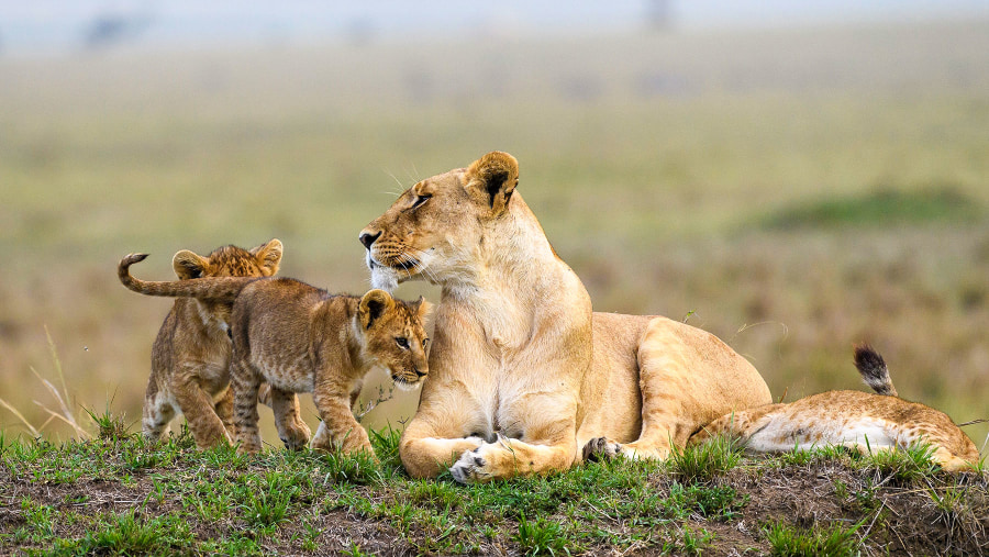 Masai Mara Game Reserve